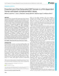 Essential role of the Dishevelled DEP domain in a Wnt