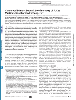 Conserved Dimeric Subunit Stoichiometry of SLC26 Multifunctional