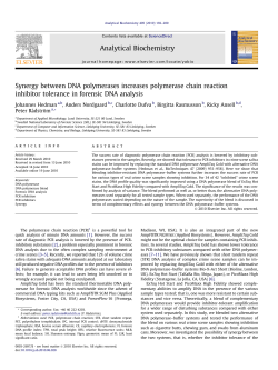 Synergy between DNA polymerases increases polymerase