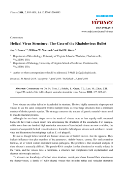 Helical Virus Structure: The Case of the Rhabdovirus Bullet