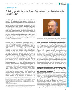Building genetic tools in Drosophila research: an interview with
