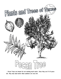 - Pecan Trees are known for not needing much water. Once they are