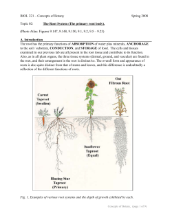 The Root System