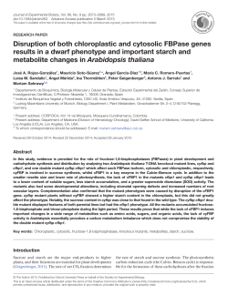 Disruption of both chloroplastic and cytosolic