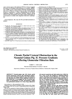 Chronic Partial Ureteral Obstruction in the Neonatal Guinea