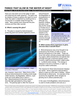 things that glow in the water at night