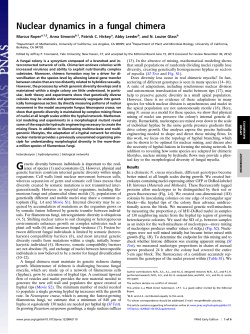 Nuclear dynamics in a fungal chimera
