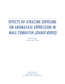 Effects of Atrazine Exposure on Aromatase Expression in Male