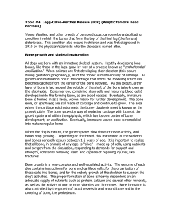 Topic #4: LeggCalvePerthes Disease (LCP)