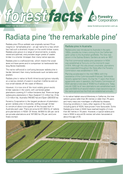 Radiata pine `the remarkable pine`
