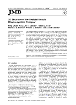 3D Structure of the Skeletal Muscle Dihydropyridine Receptor