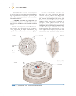 Osteocytes: These cells form a large component of