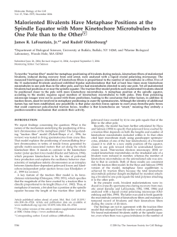 Maloriented Bivalents Have Metaphase Positions at the Spindle