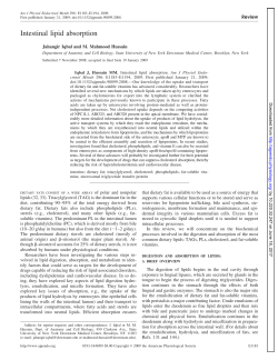 Intestinal lipid absorption - American Journal of Physiology