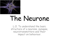 The Neurone