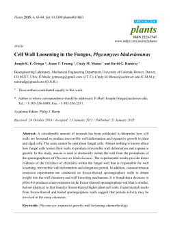 Cell Wall Loosening in the Fungus, Phycomyces blakesleeanus