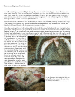 Now turn the coon so the tail is toward you. Grab the tail