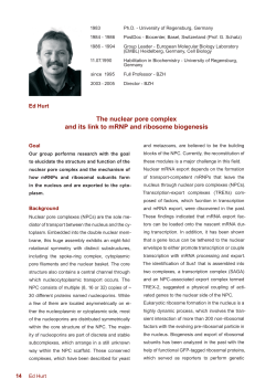 The nuclear pore complex and its link to mRNP and ribosome