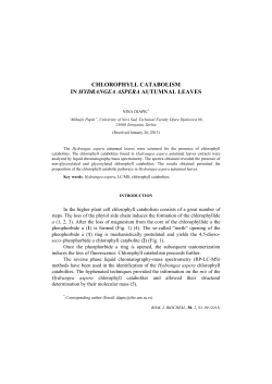 chlorophyll catabolism in hydrangea aspera autumnal leaves