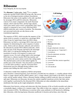 Ribosome