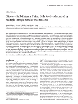 Olfactory Bulb External Tufted Cells Are Synchronized by Multiple