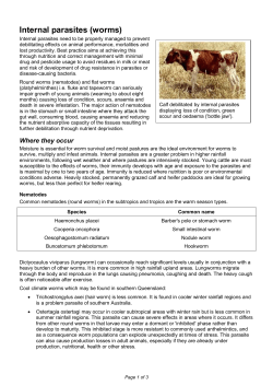 Internal parasites (worms)