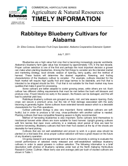 Rabbiteye Blueberry Cultivars for Alabama