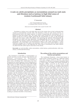 A note on calcite precipitates as encrustations around sea rush roots