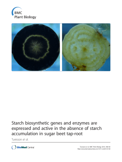 Starch biosynthetic genes and enzymes are expressed and active in
