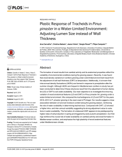 Plastic Response of Tracheids in Pinus pinaster in a Water