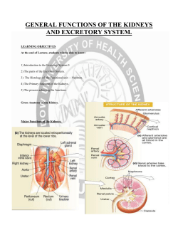 General Functions Of The Kidneys And Excretory System
