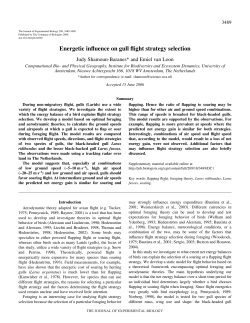 Energetic influence on gull flight strategy selection