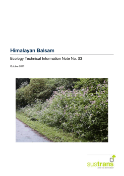 Himalayan Balsam