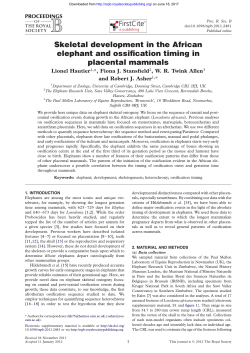 Skeletal development in the African elephant and ossification timing
