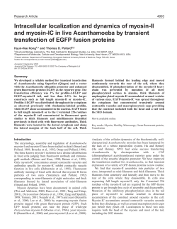 Myosin dynamics in Acanthamoeba - Pollard Lab