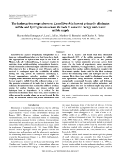 The hydrocarbon seep tubeworm Lamellibrachia luymesi primarily