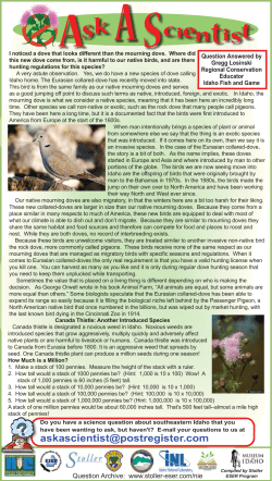 I noticed a dove that looks different than the mourning