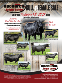 FEMALE SALE BULL