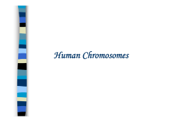 Human Chromosomes