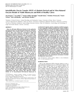 Intrafollicular Oocyte Transfer (IFOT) of Abattoir