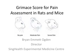 Grimace Score for Pain Assessment in Rats and Mice