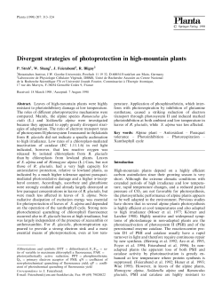 Divergent strategies of photoprotection in high