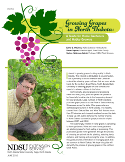 Growing Grapes in North Dakota