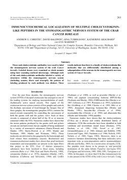 immunocytochemical localization of multiple cholecystokinin