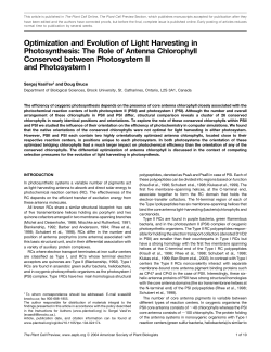 The Role of Antenna Chlorophyll Conserved