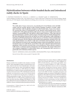 Hybridization between white-headed ducks