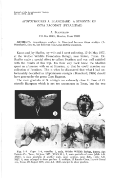 A SYNONYM OF GOYA RAGONOT (PYRALIDAE)