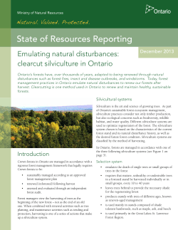 Emulating natural disturbances: clearcut silviculture