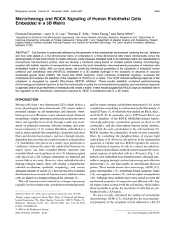 Microrheology and ROCK Signaling of Human Endothelial Cells
