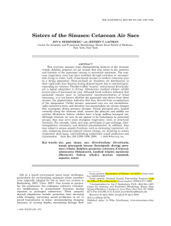 Sisters of the Sinuses: Cetacean Air Sacs